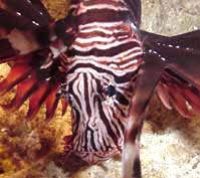 Face shot of Lionfish taken w/digital still off Saipan by Martin Dalsaso 